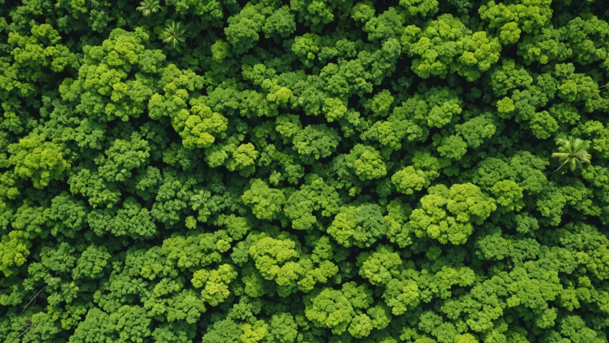 Aerial view showing NDVI vegetation index gradient across forest clearing boundary