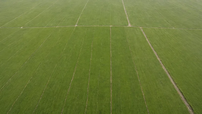 Restored grassland with sparse tree coverage illustrating habitat proxy limitations
